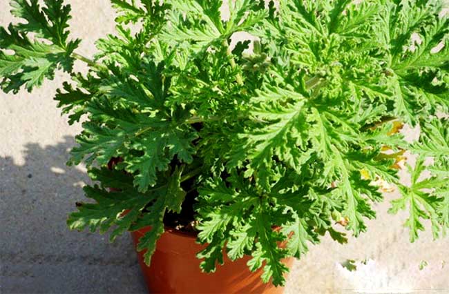 驱蚊草的养殖办法与注意些什么