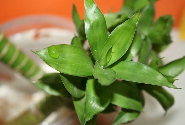 富贵竹需要养多少根招财？