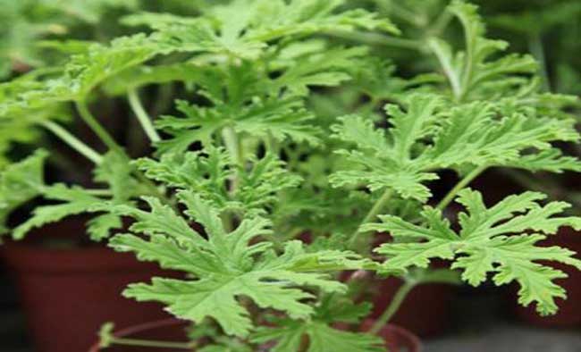 驱蚊草的养殖办法与注意些什么