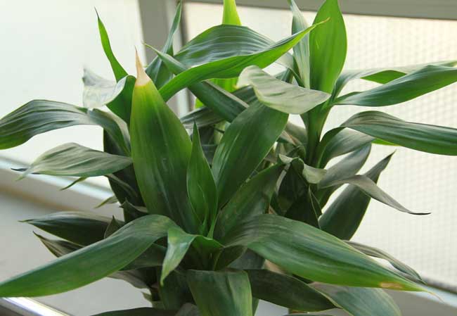 富贵竹需要养多少根招财？