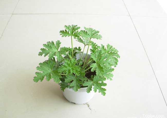 驱蚊草的养殖办法与注意些什么