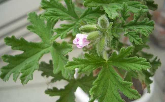 驱蚊草的养殖办法与注意些什么