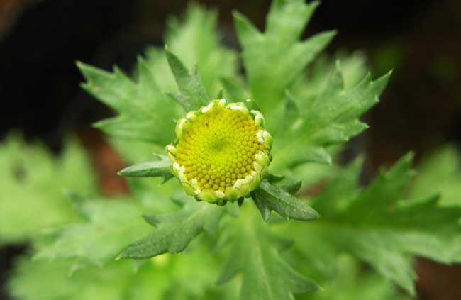 驱蚊草的养殖办法与注意些什么