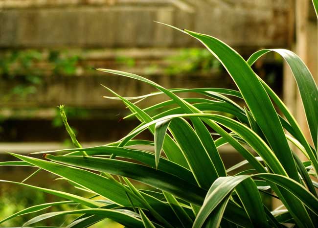 金边吊兰叶尖发黄解决办法？