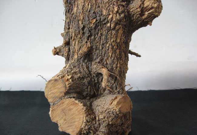 黄杨木价钱为什么这么贵?