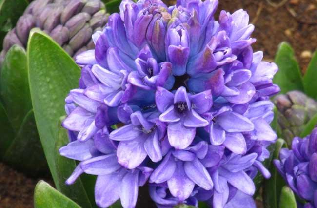 风信子的花语是啥？