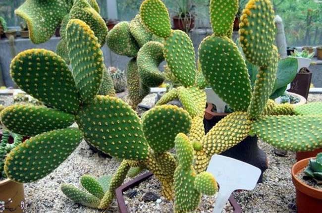 仙人掌的养殖办法