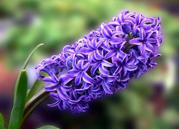 风信子的花语是啥？