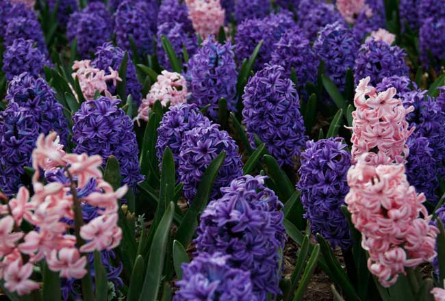 风信子的花语是啥？