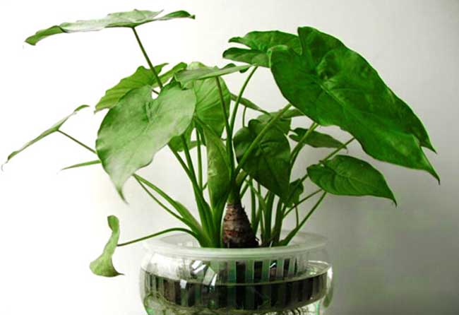 滴水观音有毒吗?