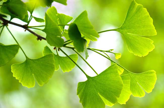 银杏树的特点有哪些？