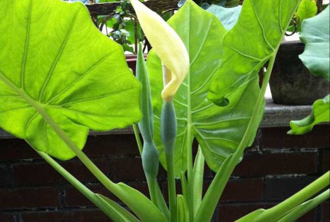 滴水观音有毒吗?