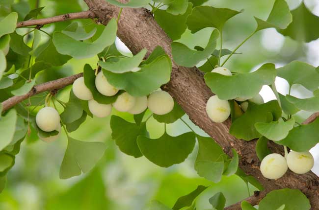 银杏树的特点有哪些？