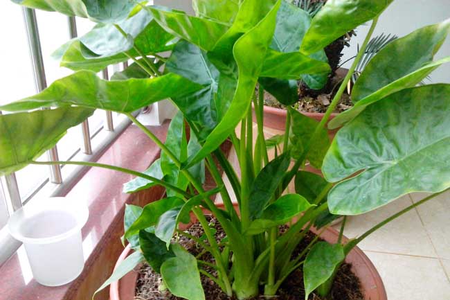 滴水观音叶子发黄解决办法？