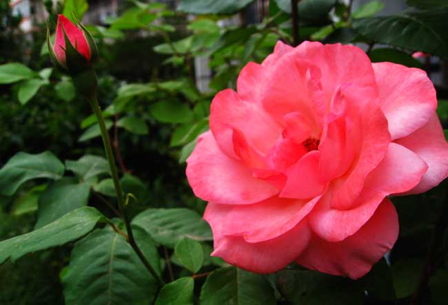 月季花的扦插办法