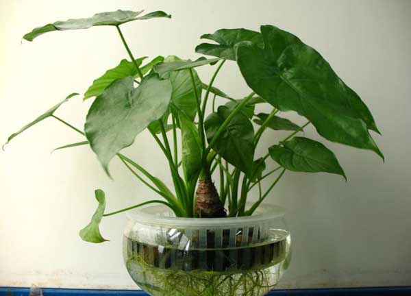 滴水观音叶子发黄解决办法？