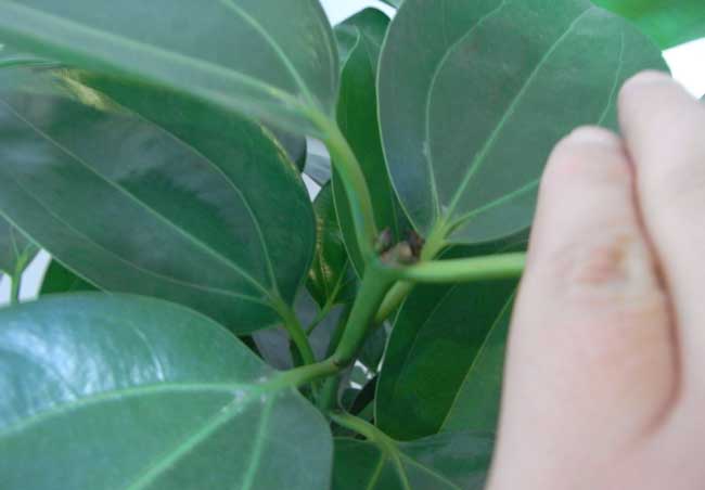 平安树叶子下垂干枯解决办法？