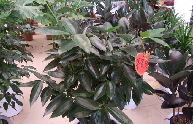 平安树叶子下垂干枯解决办法？