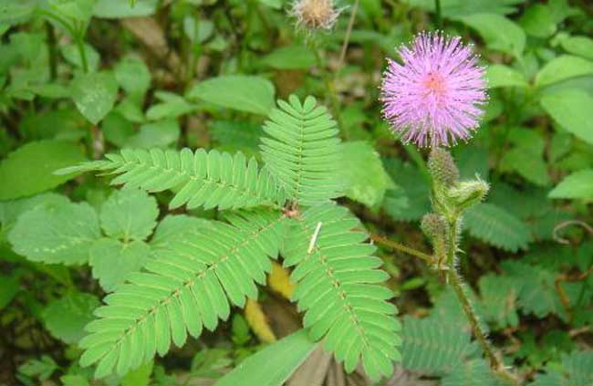 含羞草为什么会害羞呢？