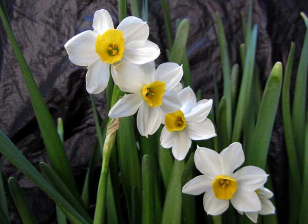 水仙花有毒吗？