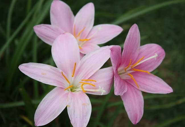 水仙花有毒吗？