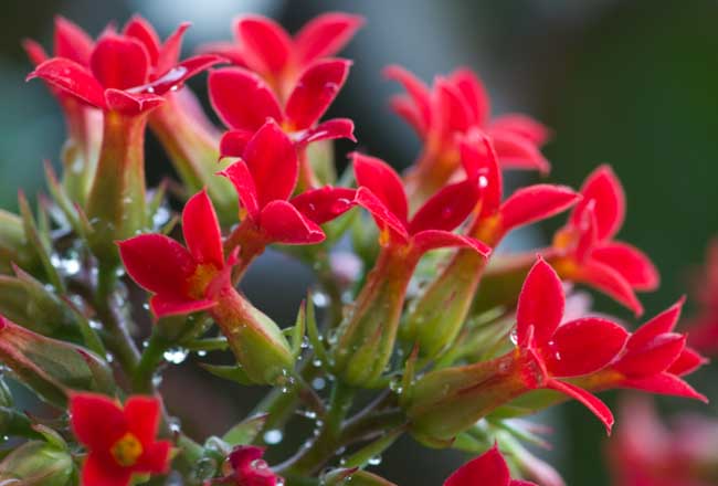 长寿花的养殖办法