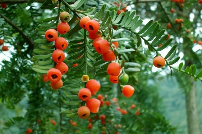 红豆杉盆景养殖办法