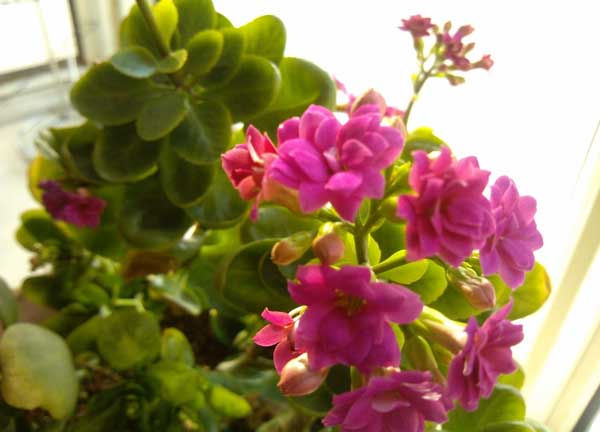 长寿花的养殖办法