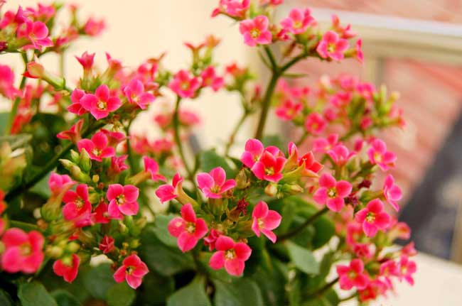 长寿花的养殖办法