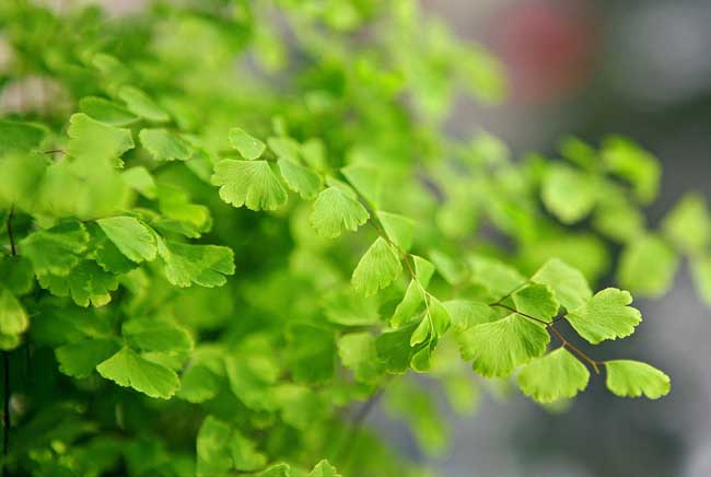 铁线蕨养殖时需要要注意哪些问题？