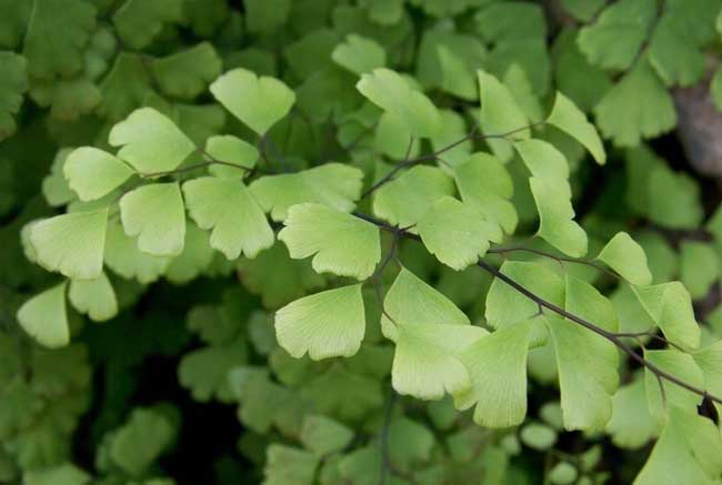 铁线蕨的养殖办法