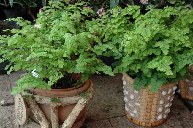 铁线蕨的养殖办法