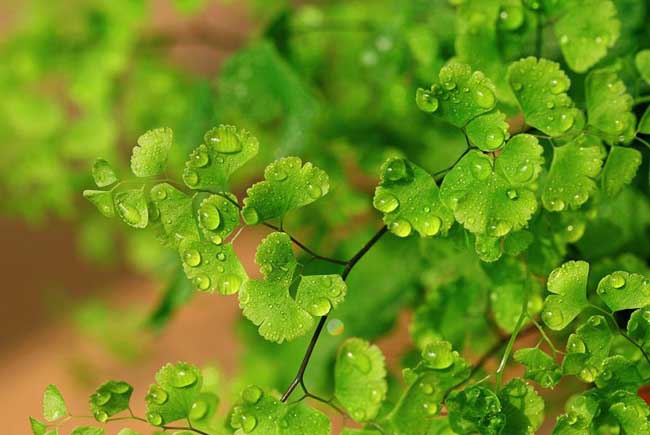 铁线蕨的养殖办法