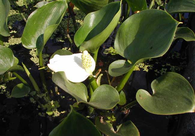 经常遇见的水培植物有哪些？