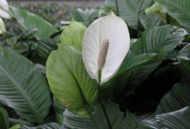 经常遇见的水培植物有哪些？