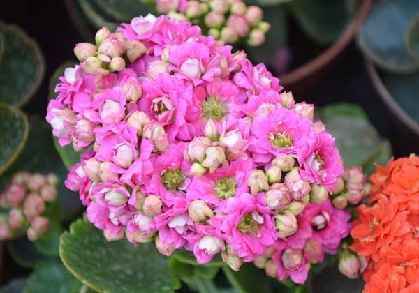 长寿花的繁殖办法