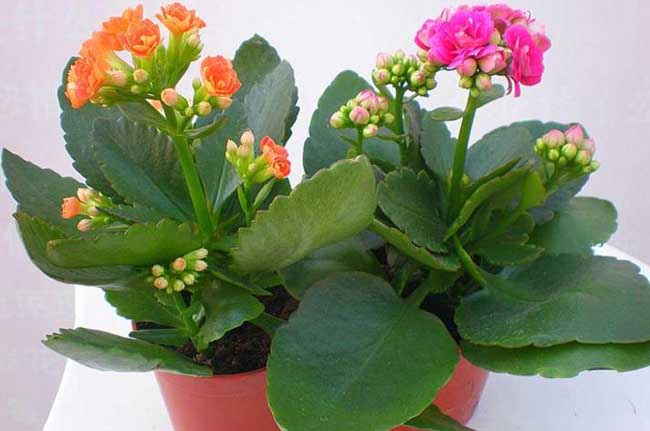 长寿花的繁殖办法