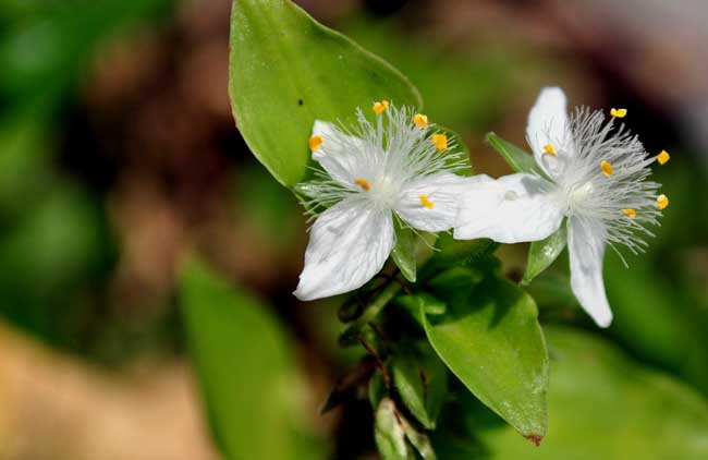 经常遇见的水培植物有哪些？