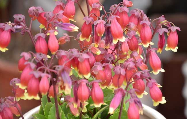 长寿花的繁殖办法