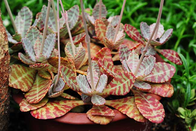 经常遇见的水培植物有哪些？