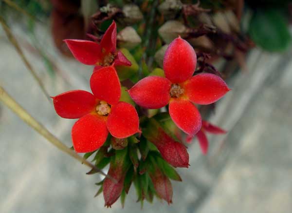 长寿花花期是啥时候？