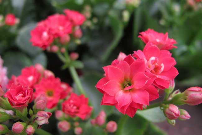 长寿花花期是啥时候？