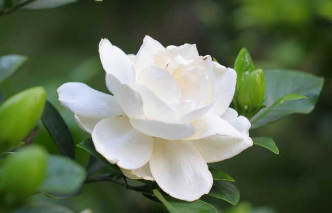 栀子花叶子发黄解决办法？