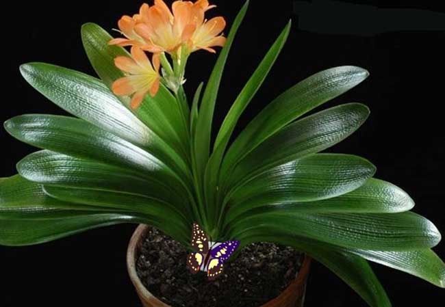 君子兰叶子发黄该解决办法？