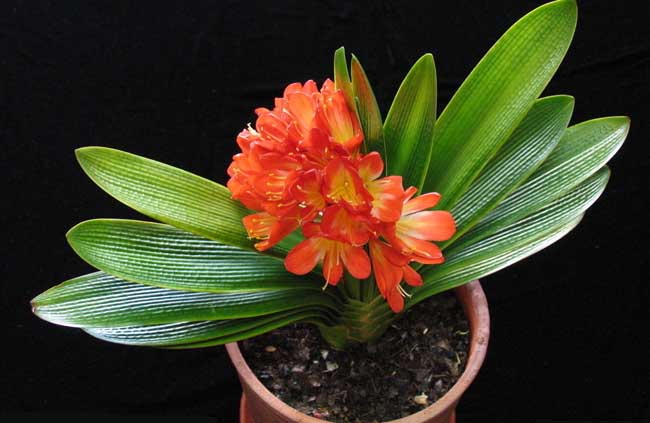 君子兰叶子发黄该解决办法？