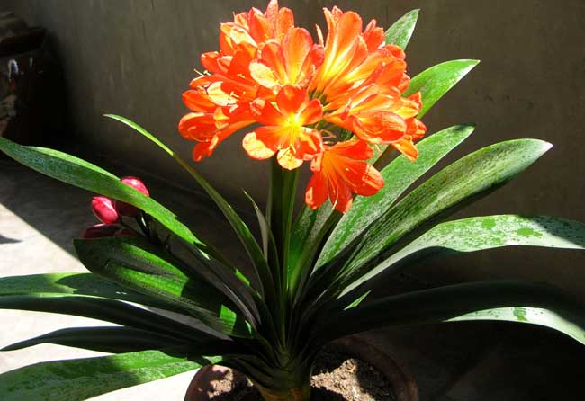 君子兰叶子发黄该解决办法？