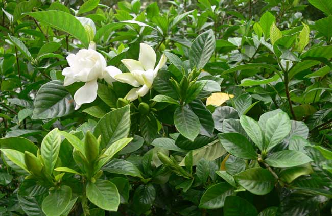 栀子花叶子发黄解决办法？