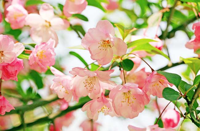 海棠花有毒吗？