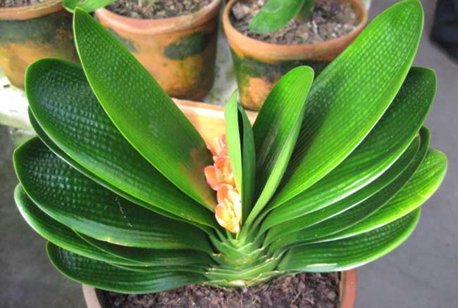 君子兰叶子发黄该解决办法？