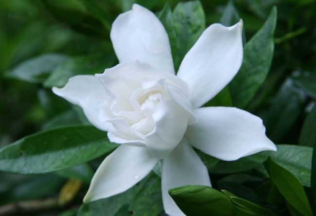 栀子花叶子发黄解决办法？